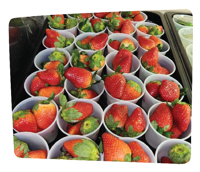 Tray Blazer Arianne Strawberries